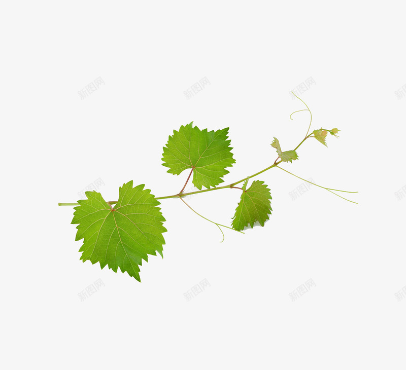 葡萄叶png免抠素材_新图网 https://ixintu.com 葡萄
