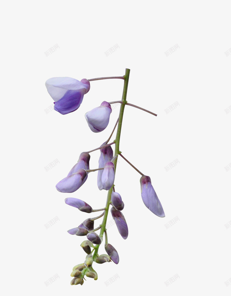 狼牙刺花2png免抠素材_新图网 https://ixintu.com 狼牙 刺花