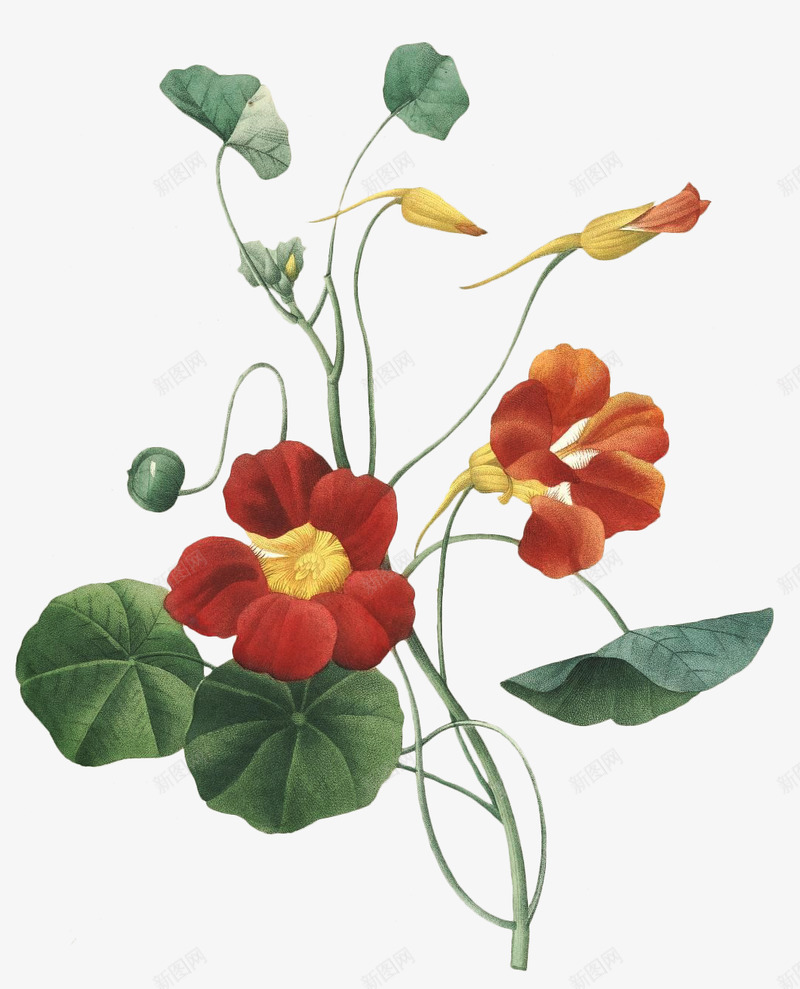 花材下载png免抠素材_新图网 https://ixintu.com 花材 下载