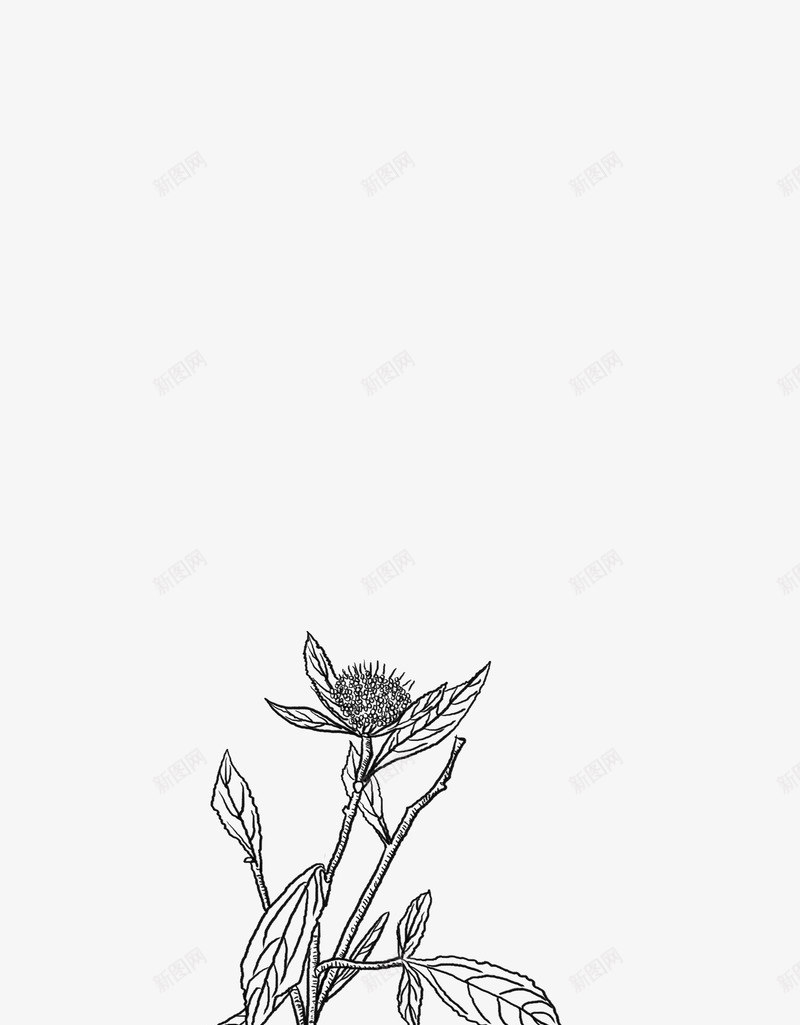 白术png免抠素材_新图网 https://ixintu.com 白术