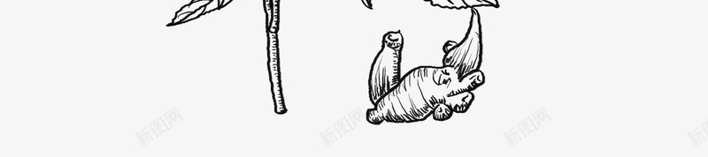 白术png免抠素材_新图网 https://ixintu.com 白术