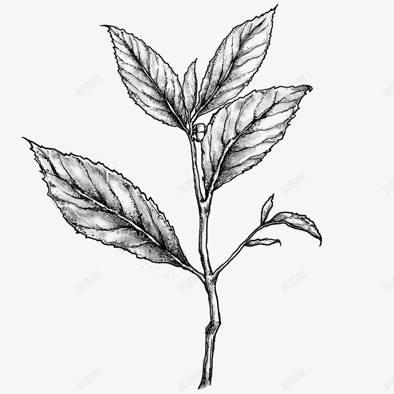 茶树叶子树叶png免抠素材_新图网 https://ixintu.com 茶树 叶子 树叶