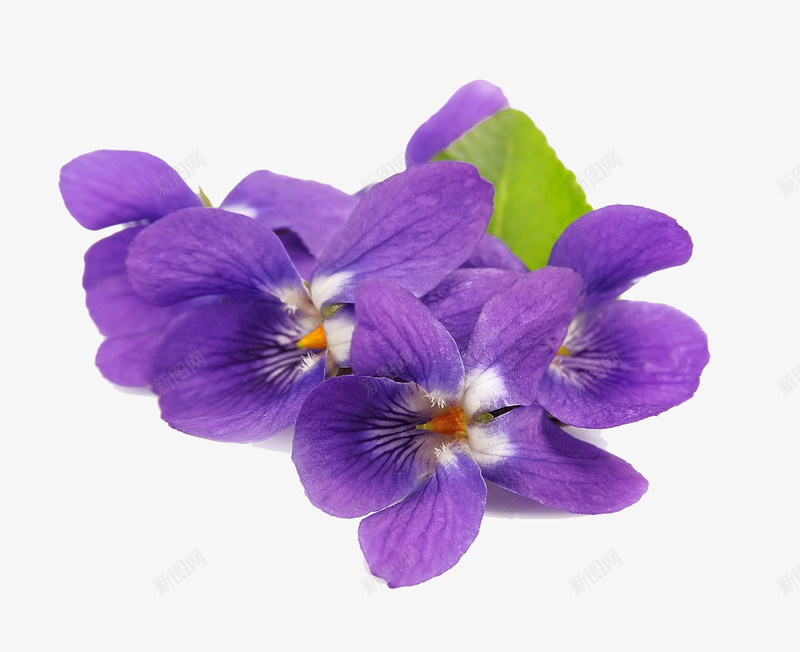 紫花地丁png免抠素材_新图网 https://ixintu.com 紫花 地丁