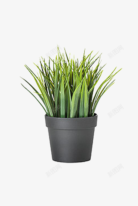 小草盆栽png免抠素材_新图网 https://ixintu.com 小草 盆栽