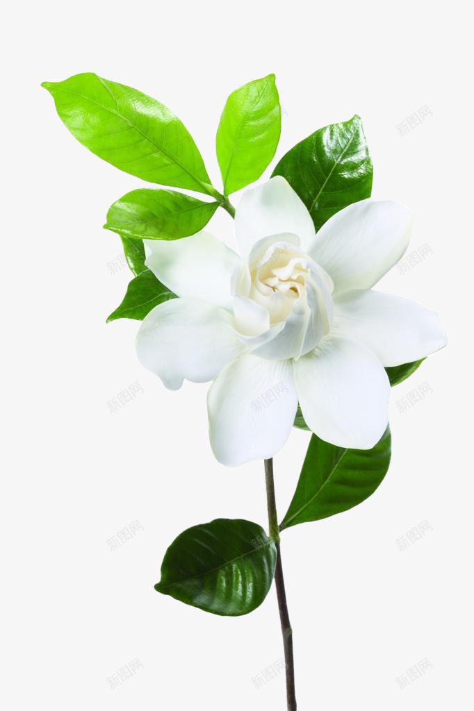 白茉莉png免抠素材_新图网 https://ixintu.com 白茉莉 茉莉