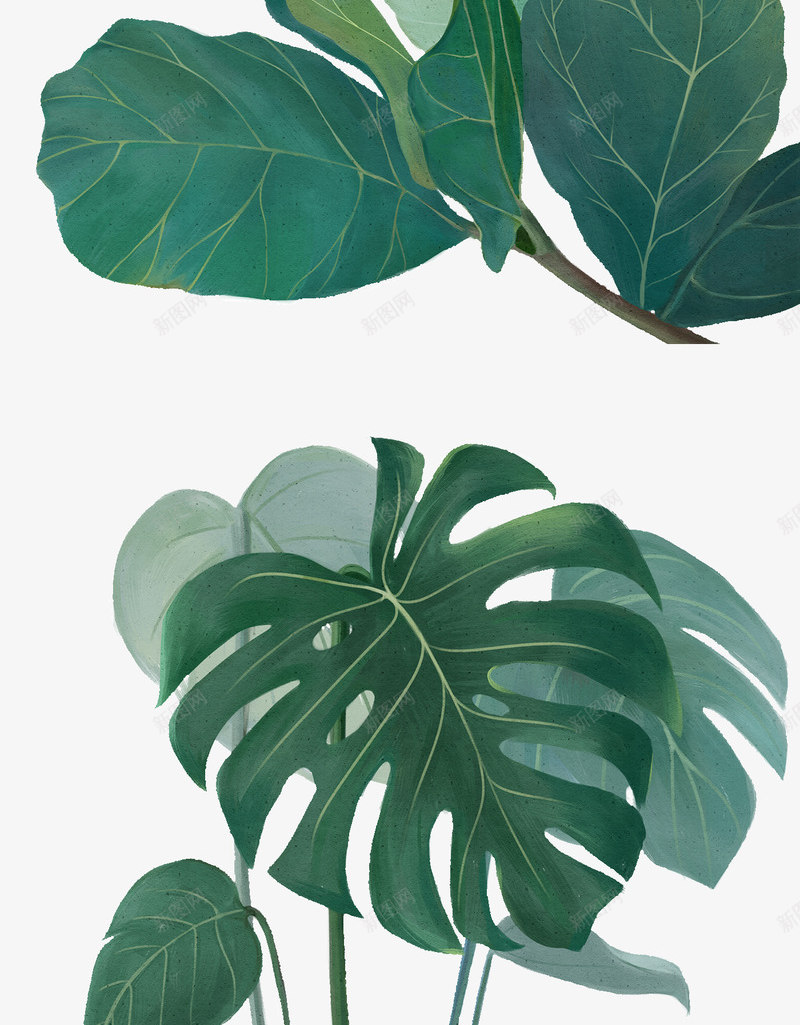 绿色植物大叶植物绿藤png免抠素材_新图网 https://ixintu.com 绿色植物 大叶 植物 绿藤