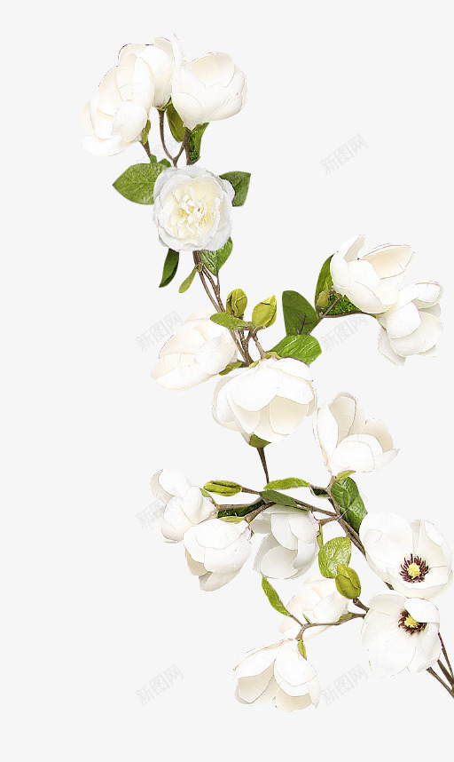茶花枝png免抠素材_新图网 https://ixintu.com 茶花 花枝