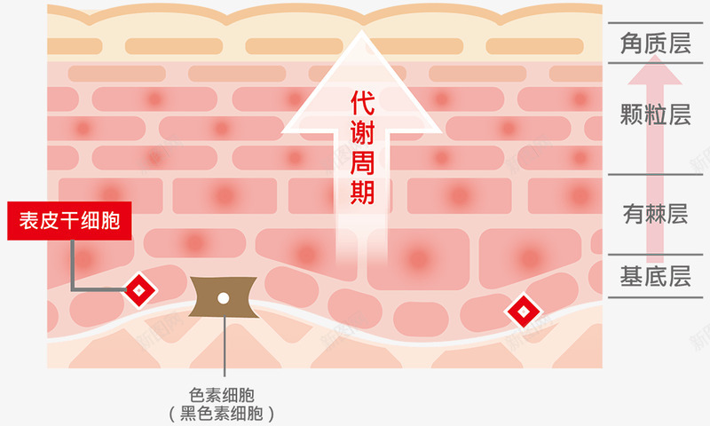 干细胞的特性与运作MIRACLE8officialpng_新图网 https://ixintu.com 干细胞 特性 运作
