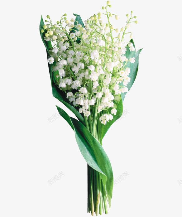 唯美鲜花铃兰花png免抠素材_新图网 https://ixintu.com 唯美 鲜花 铃兰 兰花