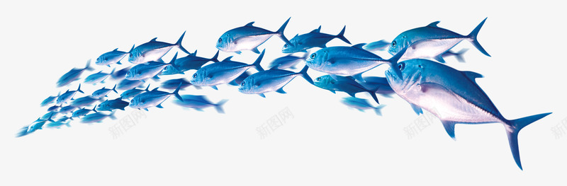 海豚鲨鱼鱼沙滩海边夏日免扣png免抠素材_新图网 https://ixintu.com 免扣 夏日 沙滩 海豚 海边 鲨鱼