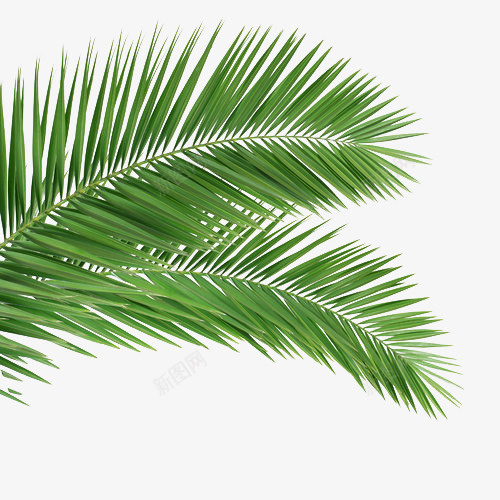 树叶花盆草装饰png_新图网 https://ixintu.com 树叶 花盆 草 装饰