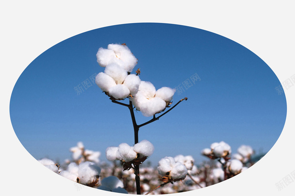 白棉花植物特写png免抠素材_新图网 https://ixintu.com 一朵棉花 全棉 木棉花 木棉花树 棉 棉花 棉花叶 棉花团 棉花地 棉花特写 棉花田 棉花素材 植物 白棉花