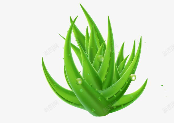 绿色PNG植物芦荟素材png免抠素材_新图网 https://ixintu.com 植物 芦荟 PNG 绿色