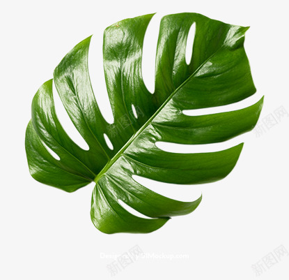 花卉热带植物叶子多肉植物树枝树干png免抠素材_新图网 https://ixintu.com 植物 花卉 热带 叶子多 子多 树枝 树干