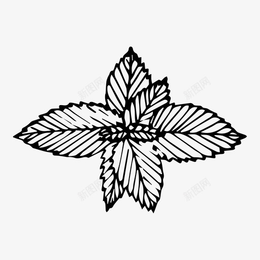 薄荷香草叶子svg_新图网 https://ixintu.com 素描 薄荷 香草 叶子 植物
