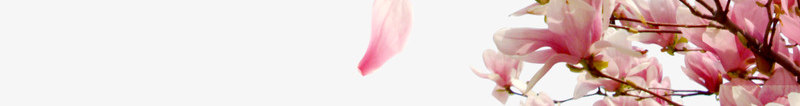 花瓣桃花飘落透明图png免抠素材_新图网 https://ixintu.com 微风 春天 春色 春风 桃树 桃花 清风徐来 漂浮 粉色 绿植 花卉 花朵 花枝 花瓣 飘落