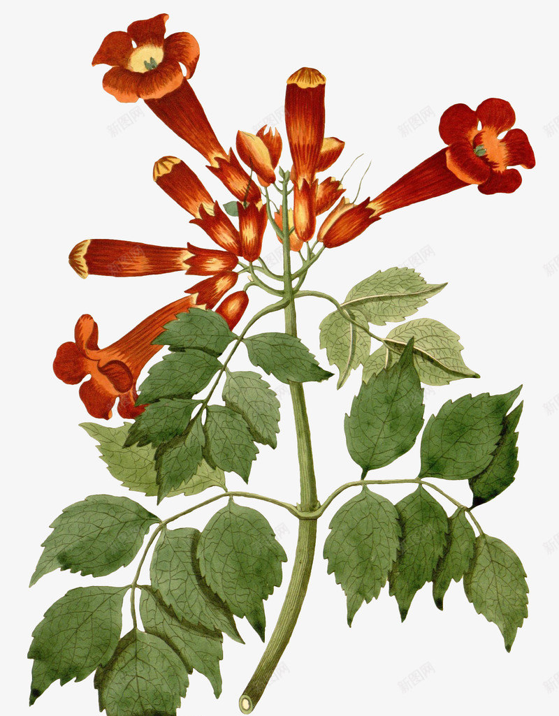 凌霄花绿色鲜花动植物壁纸png免抠素材_新图网 https://ixintu.com 凌霄 绿色 鲜花 动植物 壁纸
