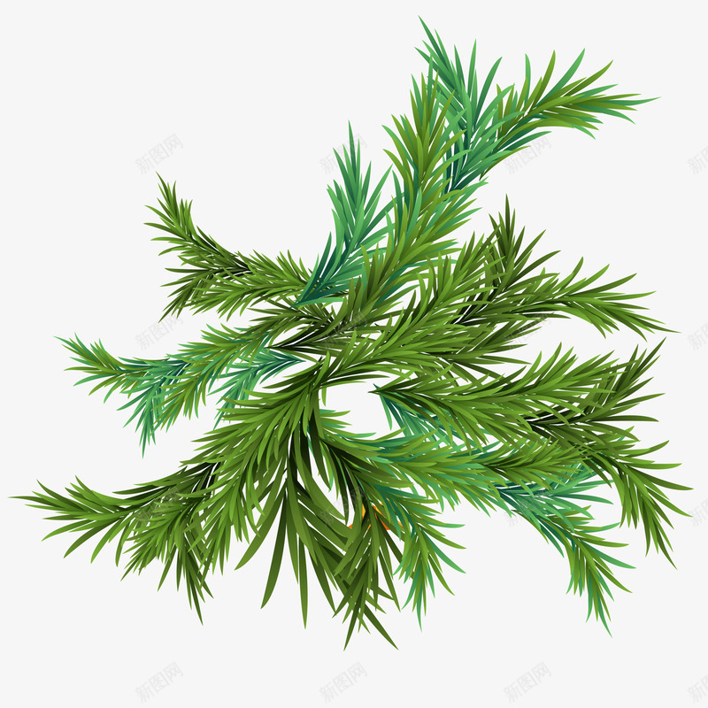 圣诞节装饰植物边框png免抠素材_新图网 https://ixintu.com 圣诞节 植物 装饰 设计师 边框