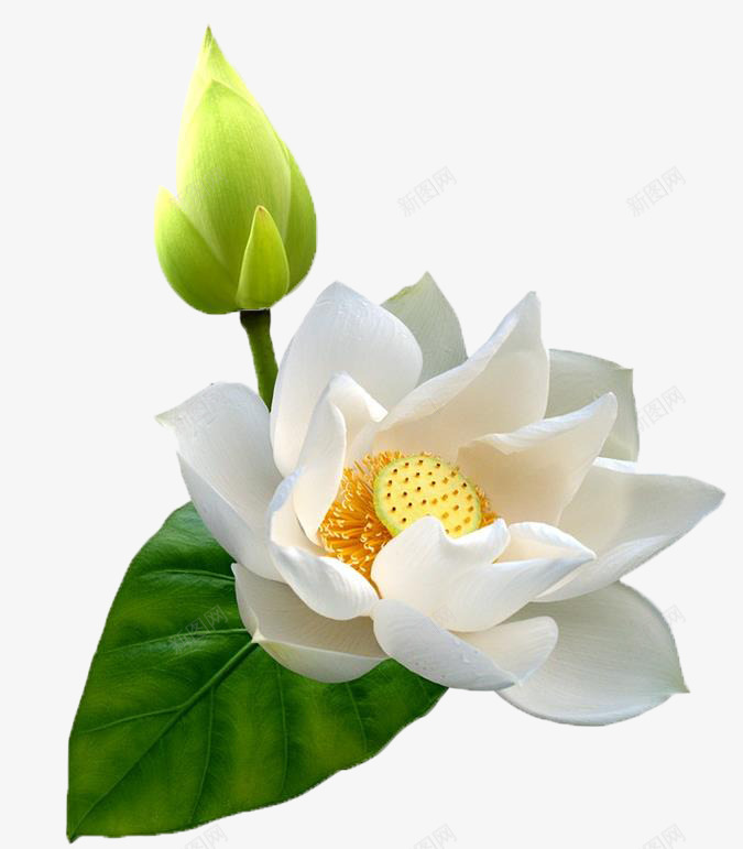 荷花1png免抠素材_新图网 https://ixintu.com 荷花