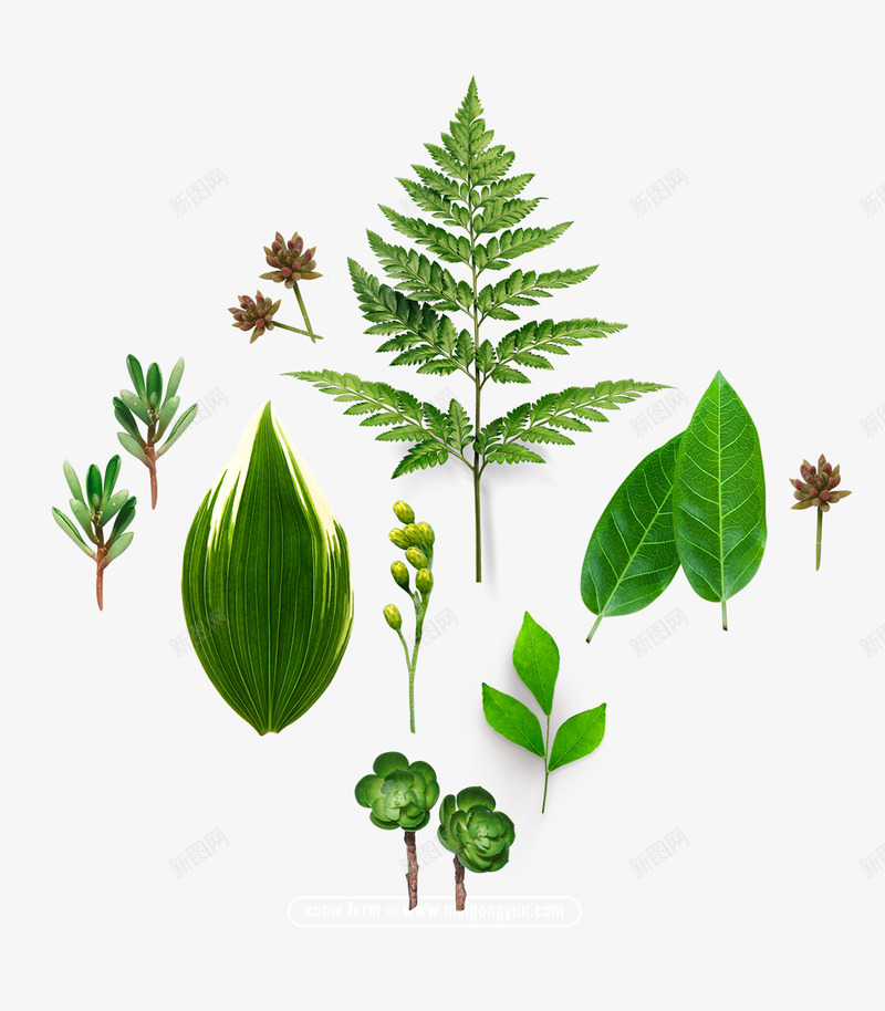 绿色植物环保叶子花朵2F565png免抠素材_新图网 https://ixintu.com 绿色植物 环保 叶子 花朵