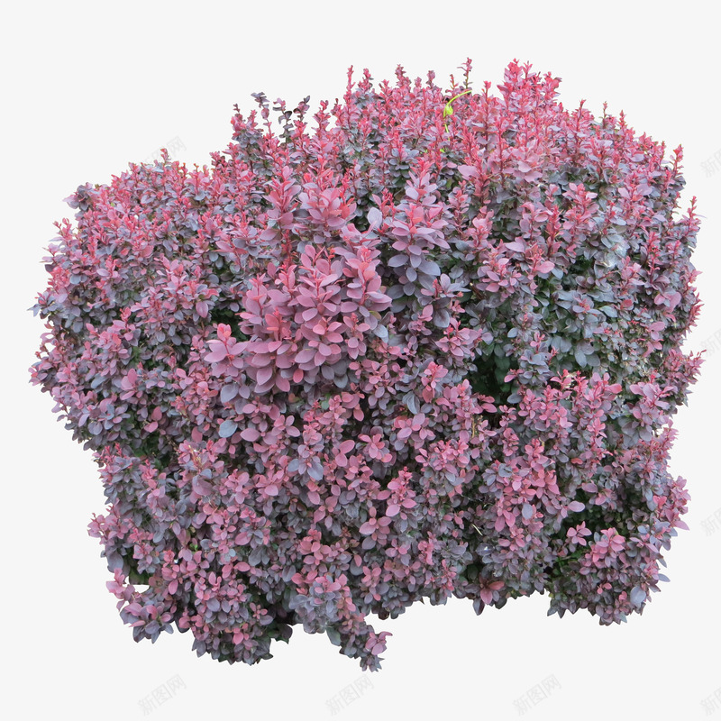 花丛png免抠素材_新图网 https://ixintu.com 花丛
