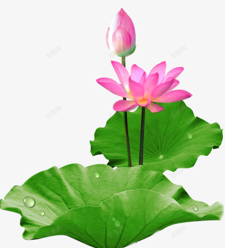 荷花莲花png免抠素材_新图网 https://ixintu.com 荷花 莲花