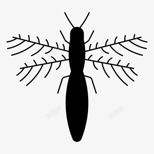 蓟马虫子生物svg_新图网 https://ixintu.com 蓟马 虫子 生物 昆虫 色狼 动物
