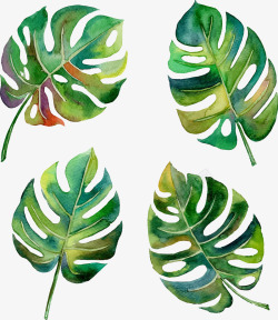 手绘水彩叶子叶子纹理春夏海报设计矢量图龟背叶手绘热素材