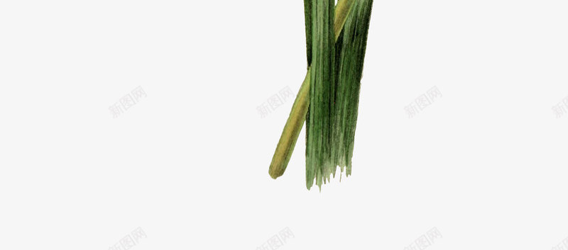 绿色鲜花动植物壁纸png免抠素材_新图网 https://ixintu.com 绿色 鲜花 动植物 壁纸