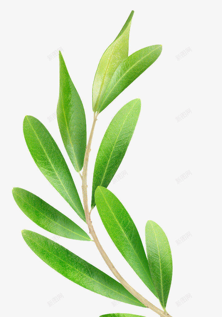 橄榄叶橄榄枝橄榄植物橄榄果png免抠素材_新图网 https://ixintu.com 橄榄 橄榄枝 植物