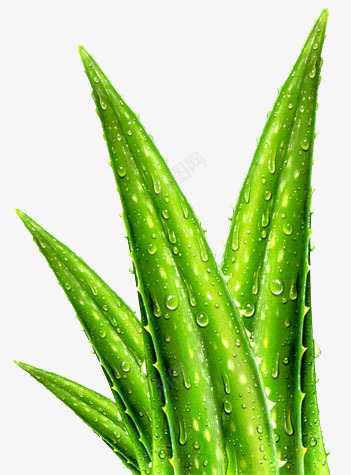 水滴芦荟png免抠素材_新图网 https://ixintu.com 水滴 芦荟