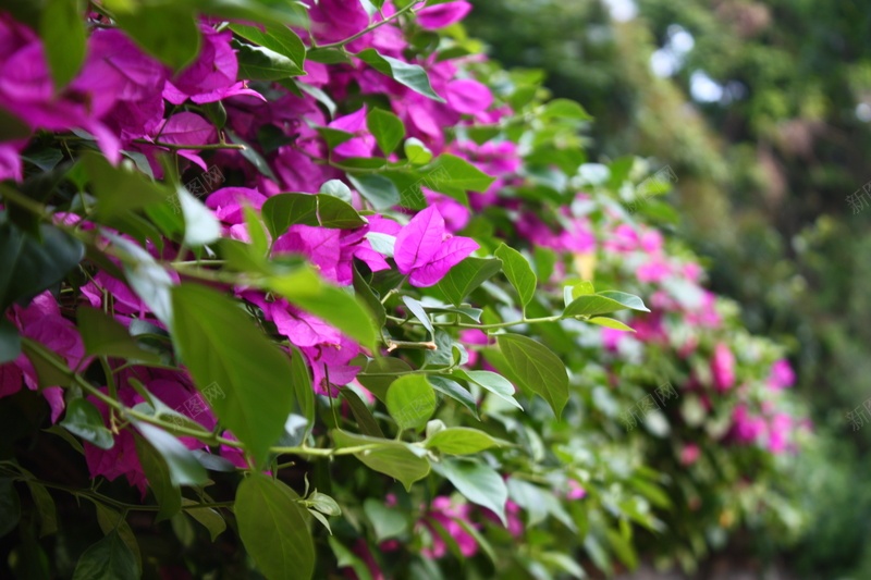 紫色的三角梅jpg设计背景_新图网 https://ixintu.com 紫色 三角梅 热带植物 花草
