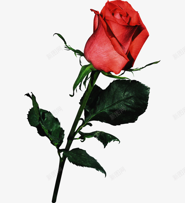 节日氛围情人节玫瑰花png免抠素材_新图网 https://ixintu.com 情人节 粉色 玫瑰花 月季花 节日