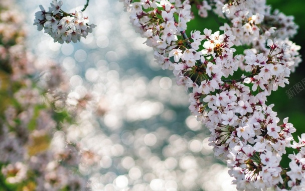 美丽的樱花盛开树枝背景