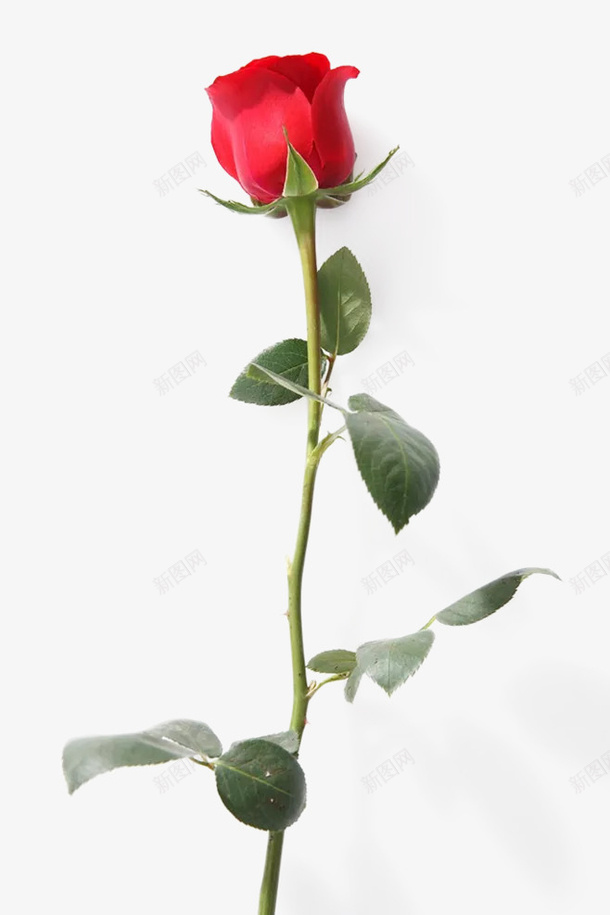 节日氛围情人节玫瑰花3png免抠素材_新图网 https://ixintu.com 节日氛围 情人节 玫瑰花 红色