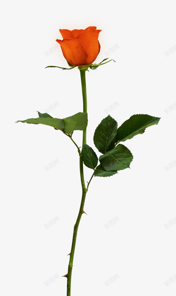 节日氛围情人节玫瑰花png免抠素材_新图网 https://ixintu.com 情人节 粉色 玫瑰花 月季花 节日