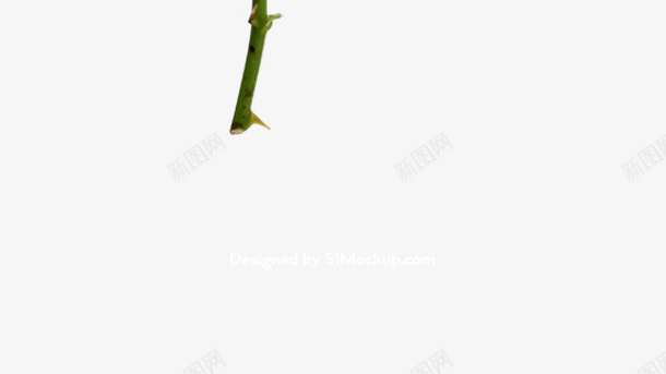 节日氛围情人节玫瑰花png免抠素材_新图网 https://ixintu.com 情人节 粉色 玫瑰花 月季花 节日