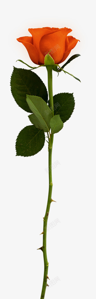 节日氛围情人节玫瑰花png免抠素材_新图网 https://ixintu.com 情人节 月季花 橘色的花 橙色 玫瑰花 粉色 节日