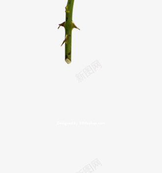 节日氛围情人节玫瑰花png免抠素材_新图网 https://ixintu.com 情人节 月季花 橘色的花 橙色 玫瑰花 粉色 节日