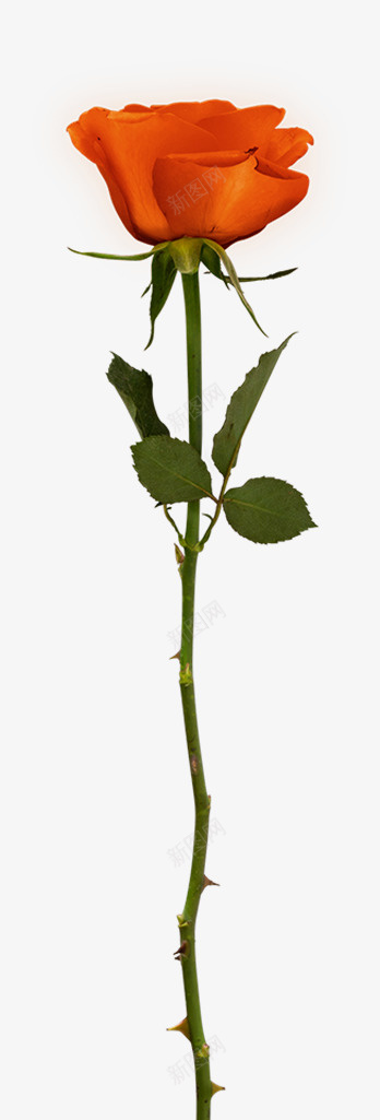 节日氛围情人节玫瑰花png免抠素材_新图网 https://ixintu.com 情人节 月季花 橘色的花 橙色 玫瑰花 粉色 节日