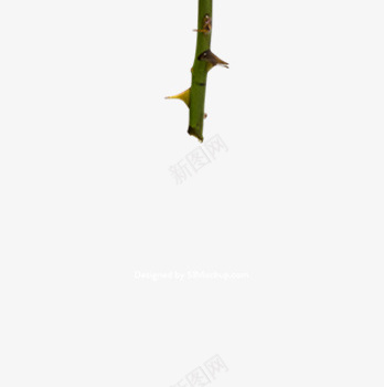 节日氛围情人节玫瑰花png免抠素材_新图网 https://ixintu.com 情人节 月季花 橘色的花 橙色 玫瑰花 粉色 节日