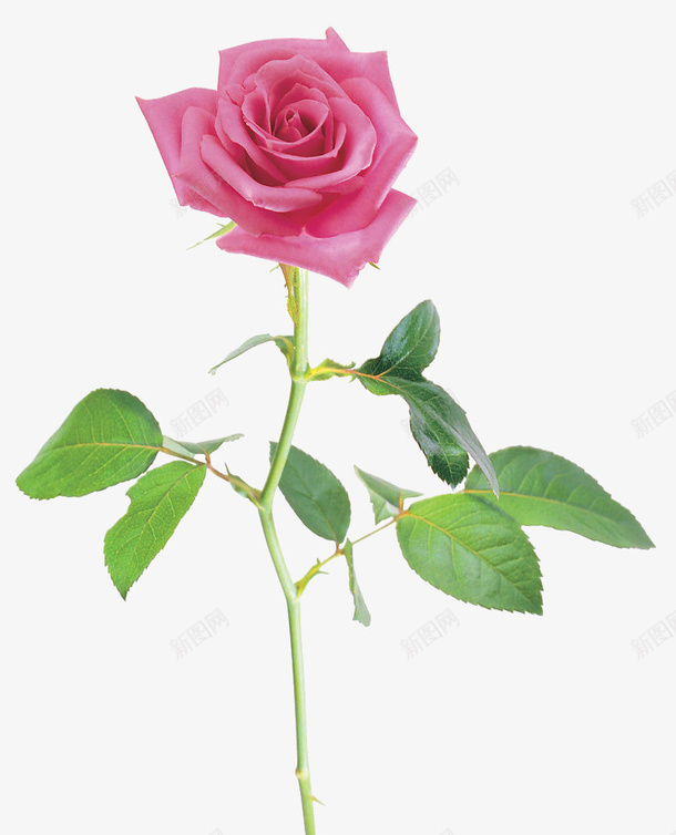 节日氛围情人节玫瑰花png免抠素材_新图网 https://ixintu.com 情人节 粉色 白色 玫瑰花 月季花 节日