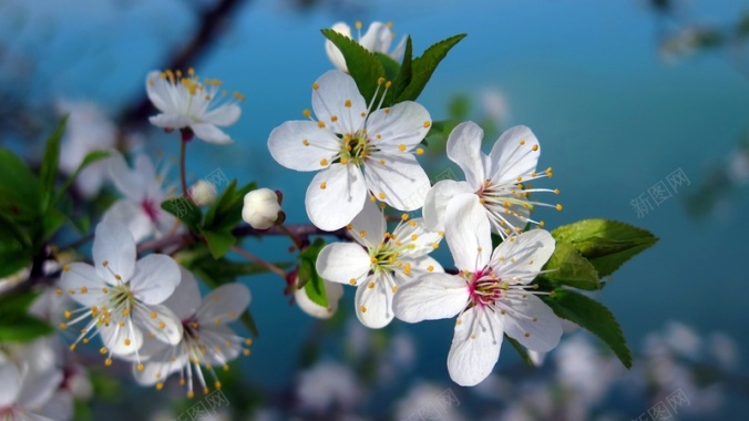 白色樱桃花绽放春天背景