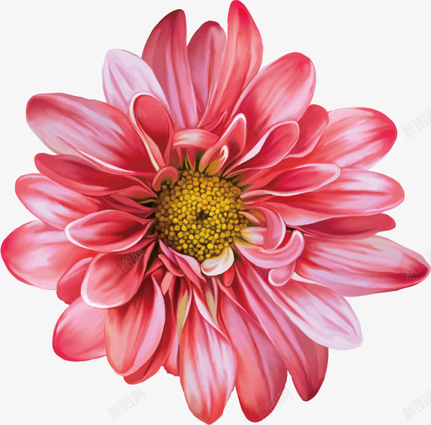 手绘高清矢量水彩鲜花png免抠素材_新图网 https://ixintu.com 卡通 手绘 粉色 水彩 玫瑰花 鲜花 花朵 矢量