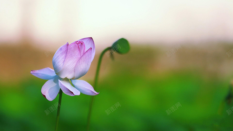 荷花花蕾莲蓬jpg设计背景_新图网 https://ixintu.com 荷花 花蕾 莲蓬 夏荷