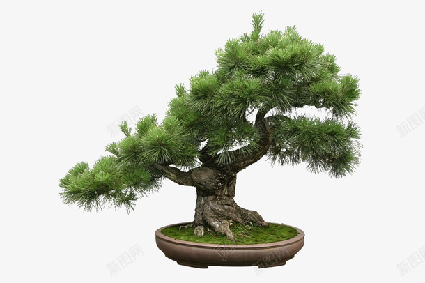 小型盆栽松树png免抠素材_新图网 https://ixintu.com 小 意境 可爱 好看