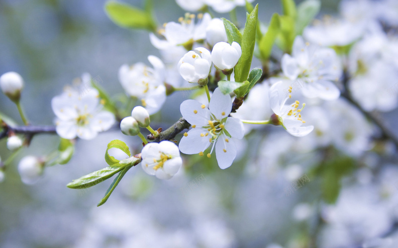 特写白色冬樱花jpg设计背景_新图网 https://ixintu.com 微距 白色 冬樱花 梨花
