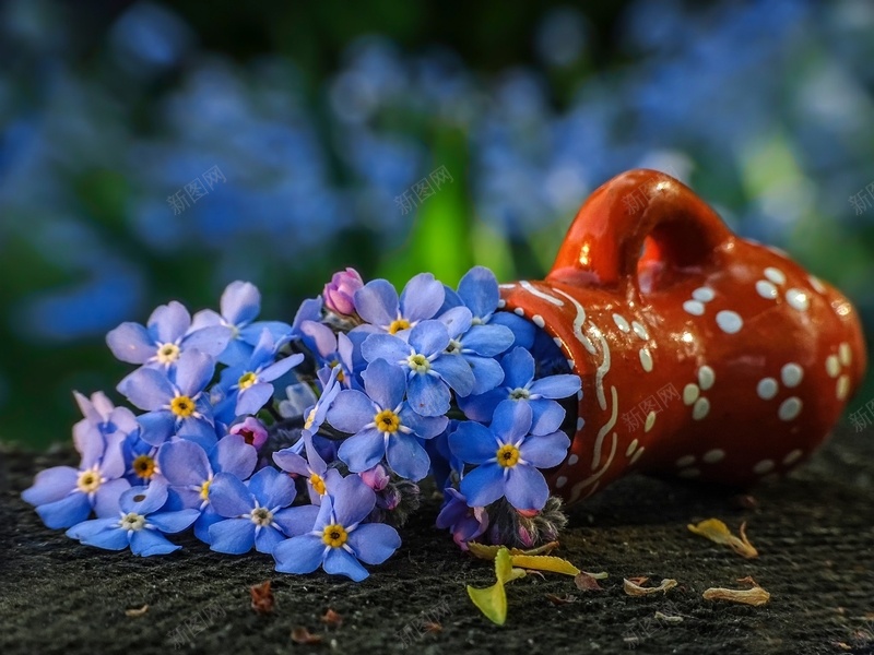 红色花盆勿忘我jpg设计背景_新图网 https://ixintu.com 勿忘我 小花 星辰花 红色花盆 蓝色