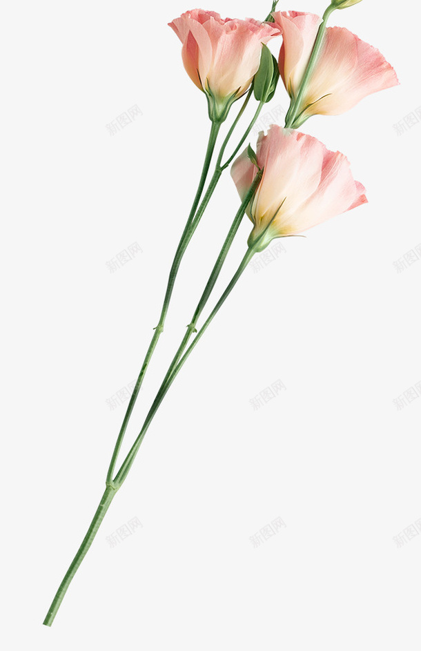 节日氛围情人节玫瑰花png免抠素材_新图网 https://ixintu.com 情人节 粉色 白色 玫瑰花 月季花 节日