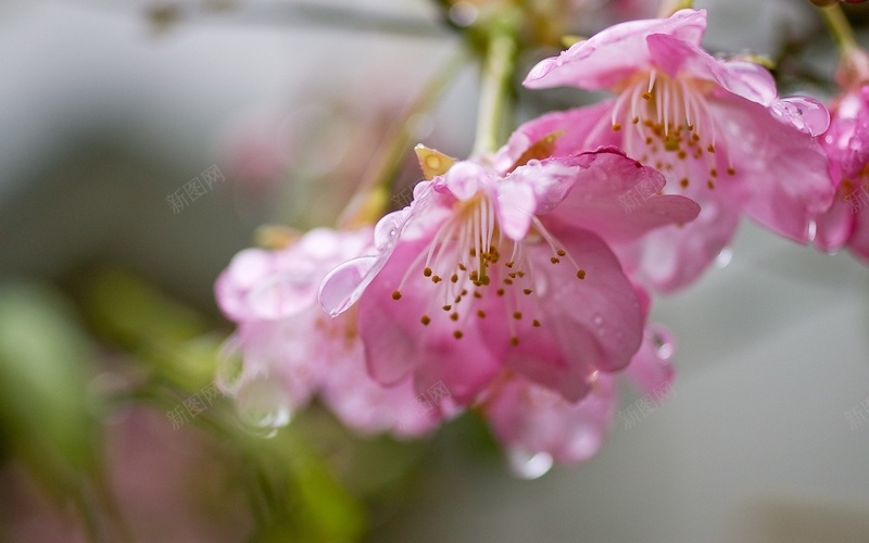 春天的花朵粉红色的樱花jpg设计背景_新图网 https://ixintu.com 春天的花朵 粉红色 樱花 水滴